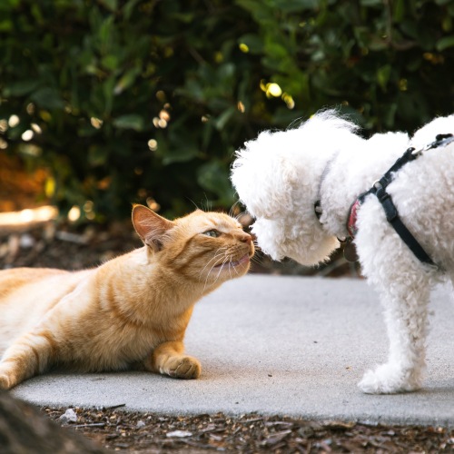 Dog and cat looking at each other